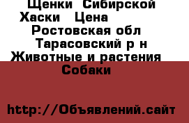 Щенки  Сибирской Хаски › Цена ­ 13 000 - Ростовская обл., Тарасовский р-н Животные и растения » Собаки   